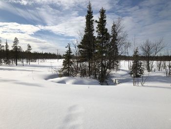 Trees on snow covered field against sky