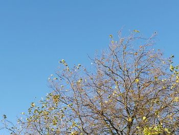Low angle view of blooming tree against blue sky