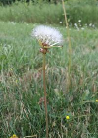 Close-up of dandelion flower on field