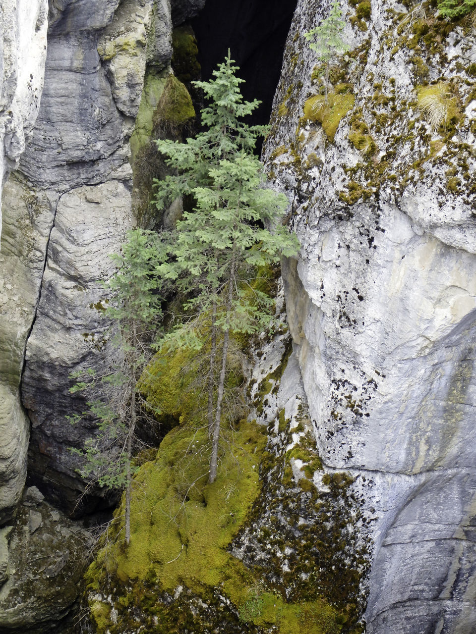 LOW ANGLE VIEW OF MOSS GROWING ON ROCK AGAINST TREES