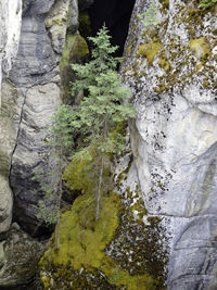 Low angle view of moss growing on rock