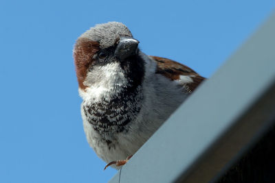 Low angle view of bird perching against clear blue sky