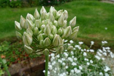 Close-up of white flowering plant