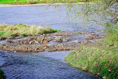 Scenic view of river amidst trees