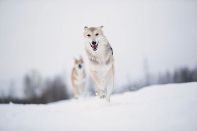 Dog in snow