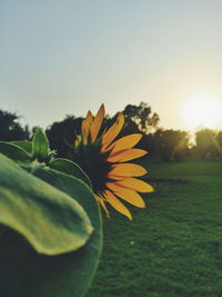 Close-up of sunflower blooming on field against sky