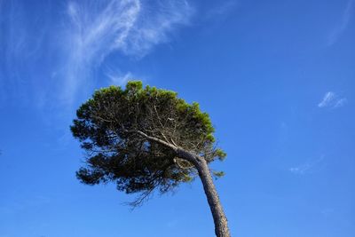 Pine isolated bent by the wind