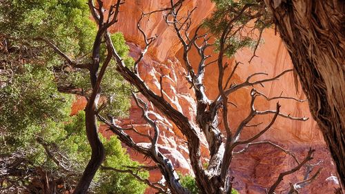 Low angle view of bare trees in forest