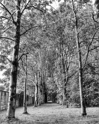 Bare trees on landscape against sky