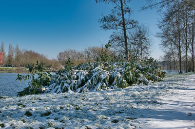 Plants growing by river against sky during winter