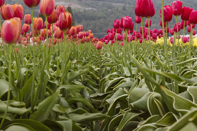 Close-up of tulips in field