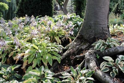 Close-up of plants growing in forest