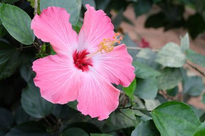 Close-up of pink hibiscus flower