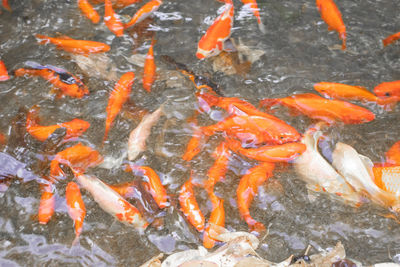 View of koi fish in water