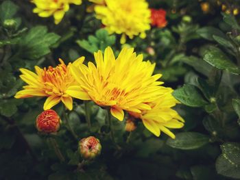 Close-up of yellow flowering plant