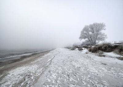 Trees on snow covered land against sky