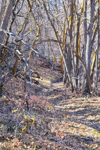 Bare trees in forest during autumn