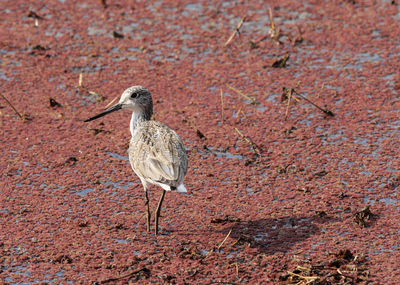 Close-up of bird on land