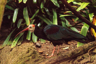 Close-up of bird perching on ground