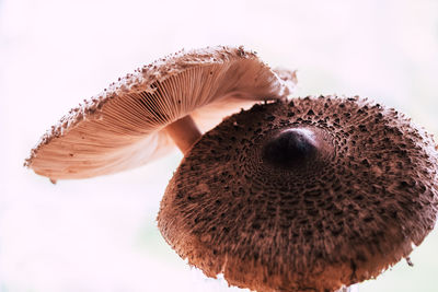Close-up of mushroom over white background
