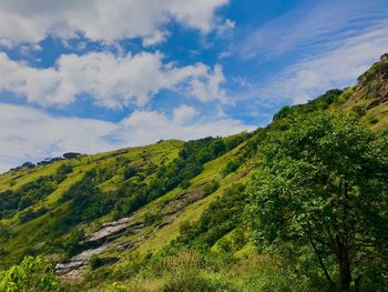 Low angle view of trees on mountain against sky