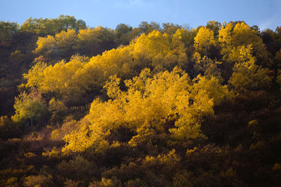 High angle view of yellow flower trees in forest