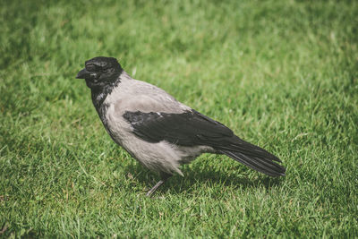 Close-up of bird on grass