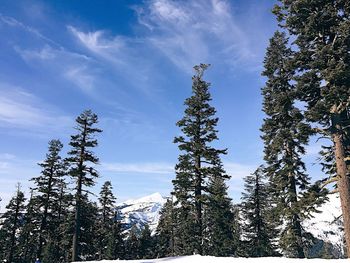 Low angle view of pine trees against sky