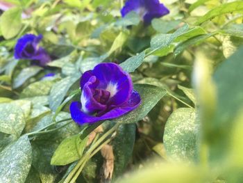 Close-up of purple crocus flower