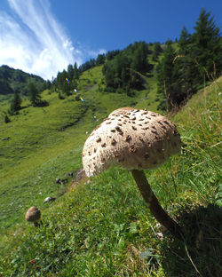 Close-up of mushroom on landscape against sky