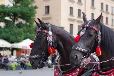 Horse cart