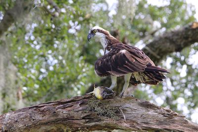 Low angle view of eagle perching on rock