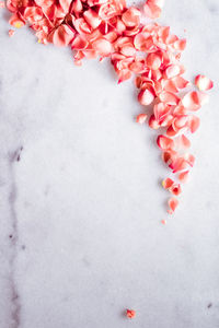 High angle view of red flowers