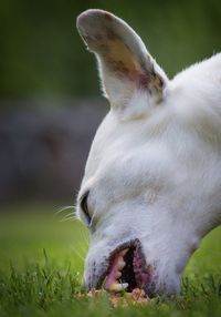 Close-up of dog on field