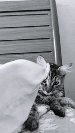 Close-up of cat sleeping on bed