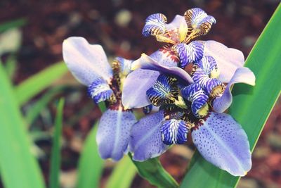 Close-up of purple flowers blooming