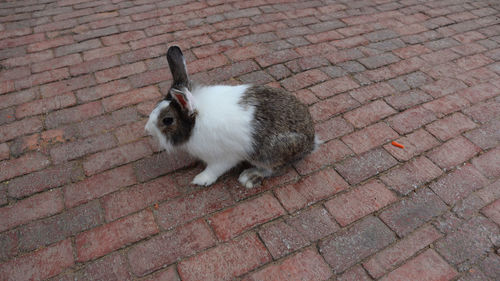 High angle view of a cat on cobblestone street