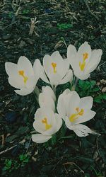 Close-up of white flower