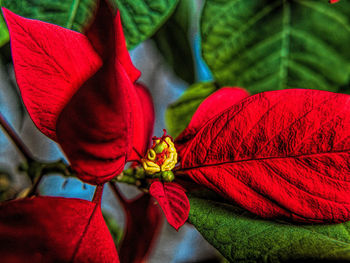Close-up of red flower on leaves