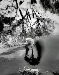 Reflection of trees in water