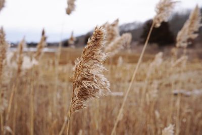 Close-up of stalks in field