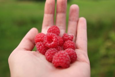 Close-up of hand holding strawberries