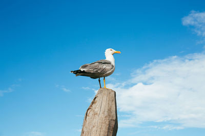 Low angle view of bird perching on blue against sky