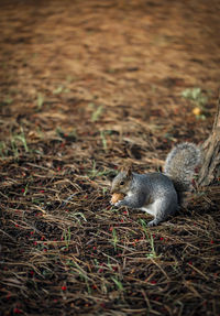 Squirrel on field