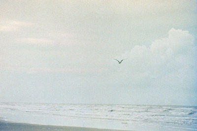 Bird flying over sea against sky