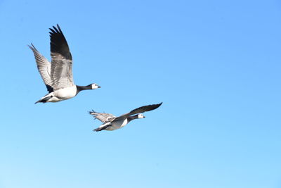 Low angle view of seagulls flying against clear blue sky