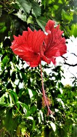 Close-up of red hibiscus blooming on tree