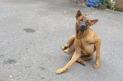 Portrait of dog sitting on road