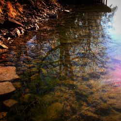 Reflection of trees in lake