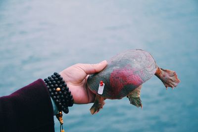 Cropped hand holding turtle by sea
